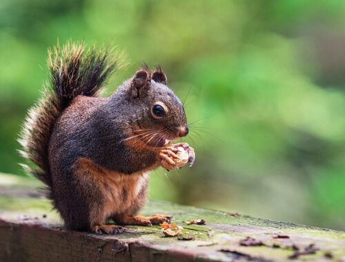 Fem kreative måder at bruge nøddekurven i madlavningen